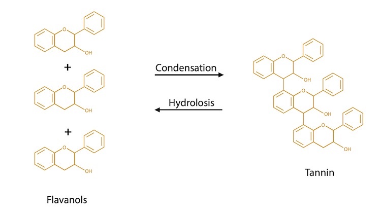 Hydrolysis and Condensation