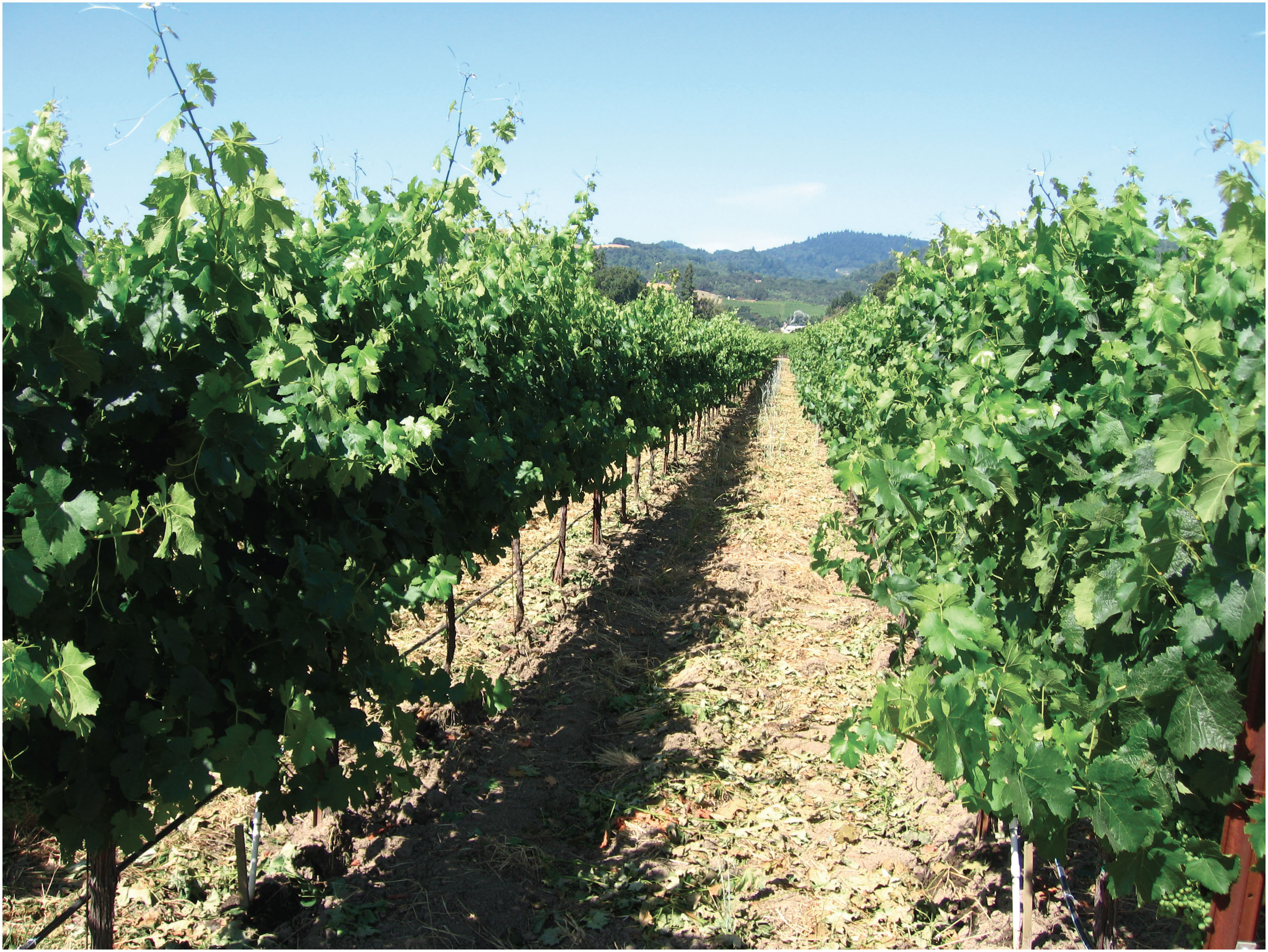 Maximizing grapevine canopy potential: Optimizing pre-bloom shoot thinning  and positioning - Grapes