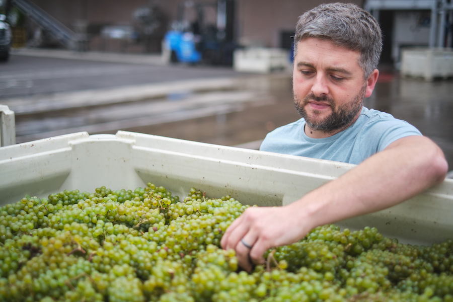 Man reaching into bin of white grapes