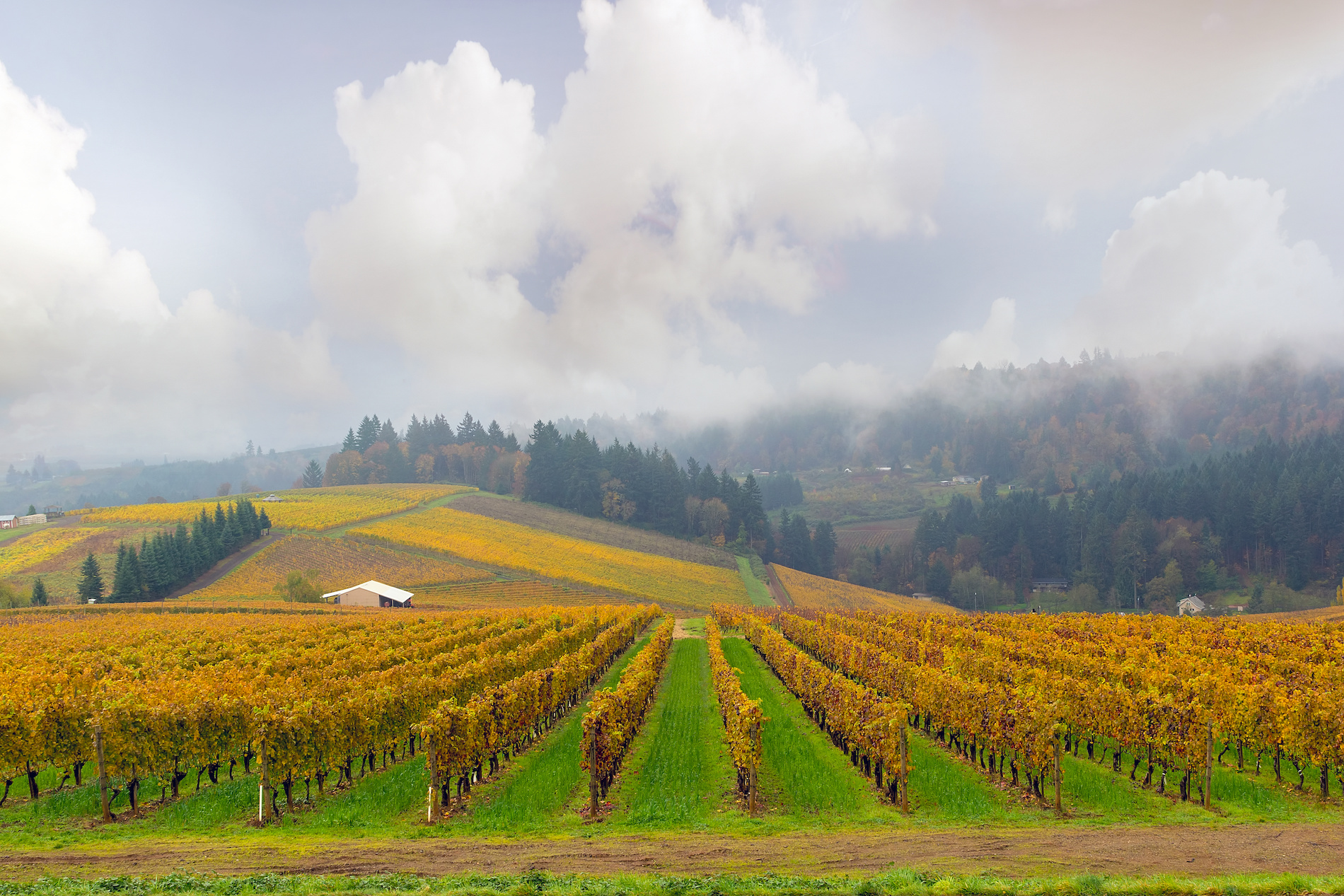 Oregon and Method Sparkling with MW Bree Stock