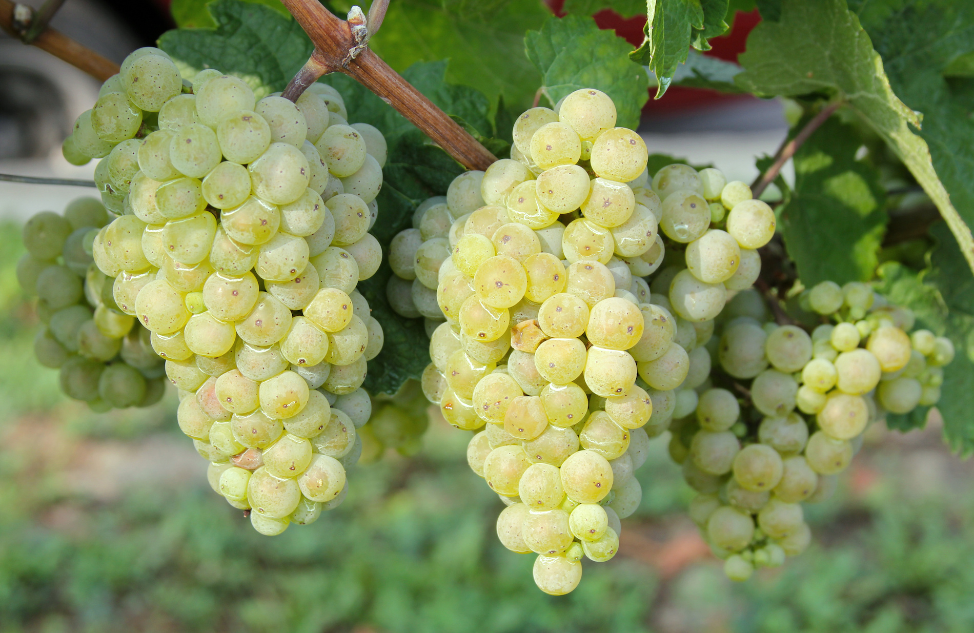 Tasting: Grüner Veltliner Profile