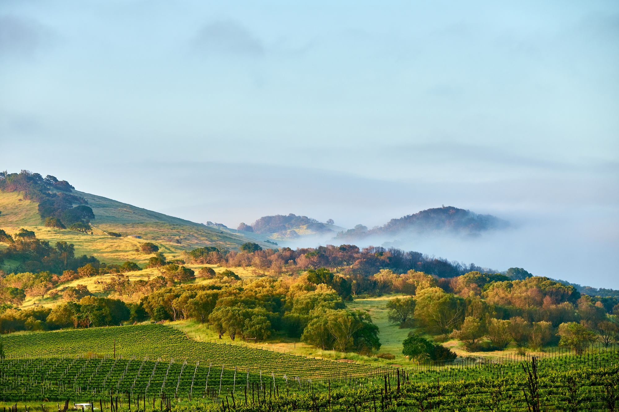 Joseph Phelps Insignia with David Pearson
