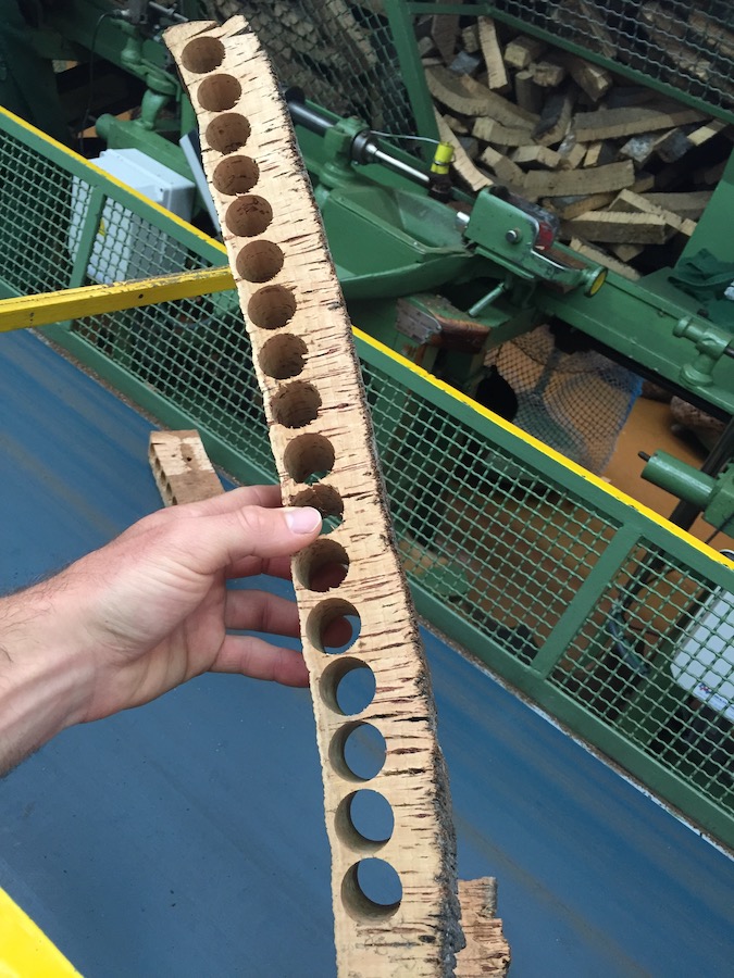 Hand holding a long, narrow piece of bark with circles stamped out and lenticles visible