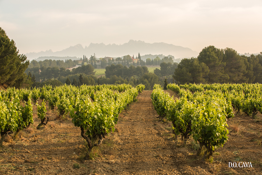 Leafy vines on bare ground with hills and trees in background