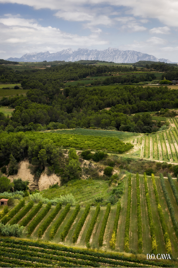 View from above with rows of vines and dark, leafy trees, with mountains in the distance