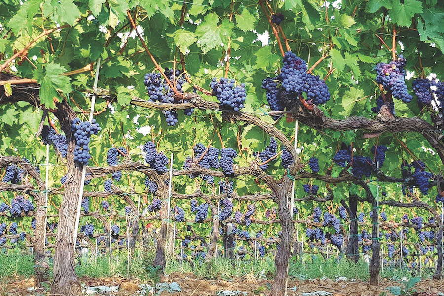 Bright green vine with large clusters of purple grapes