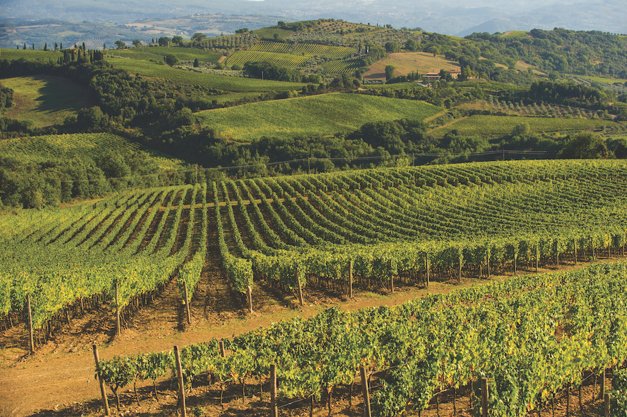 Green vineyard landscape in front of rolling hills