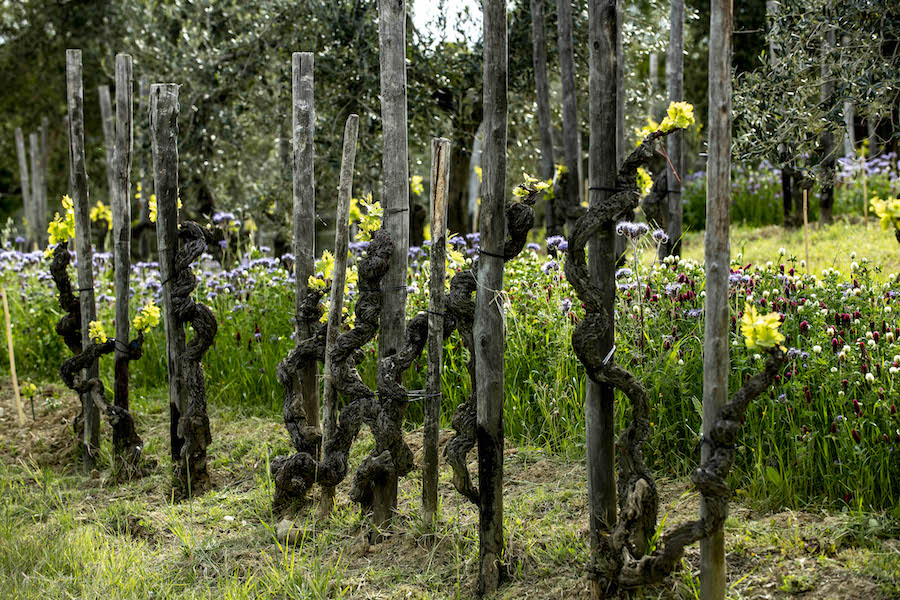 Thick vines climbing up wooden posts