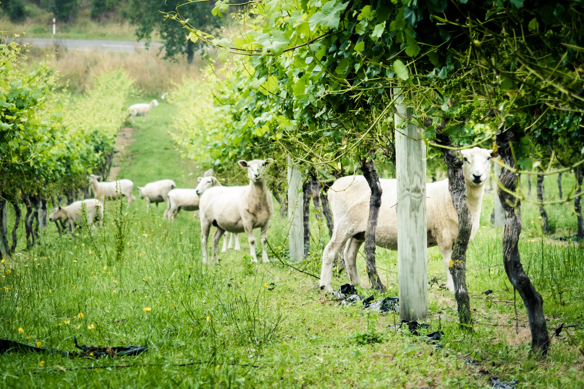 Reappraising Sustainability: From Claims to Proof