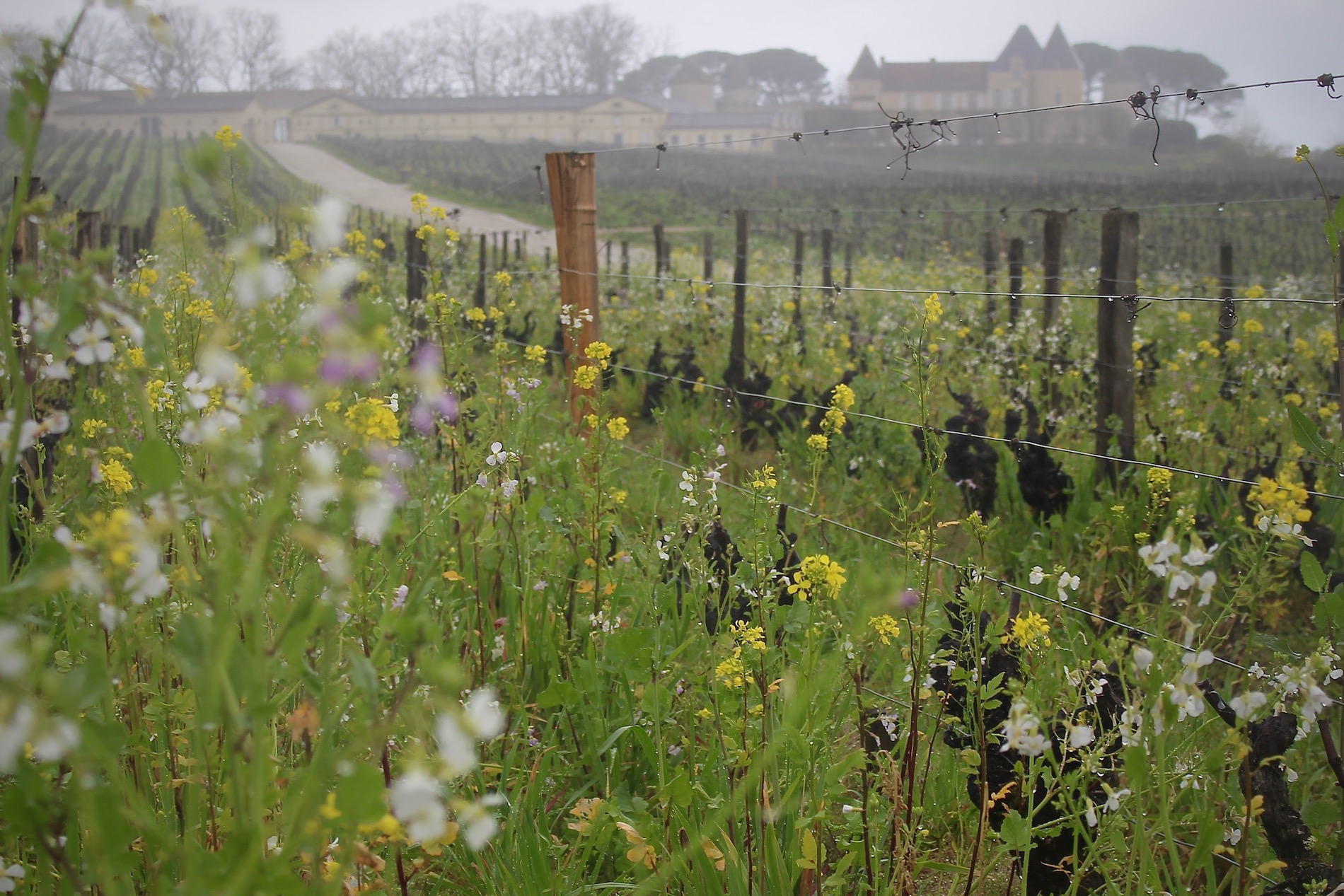 What Makes a Modern Sauternes?