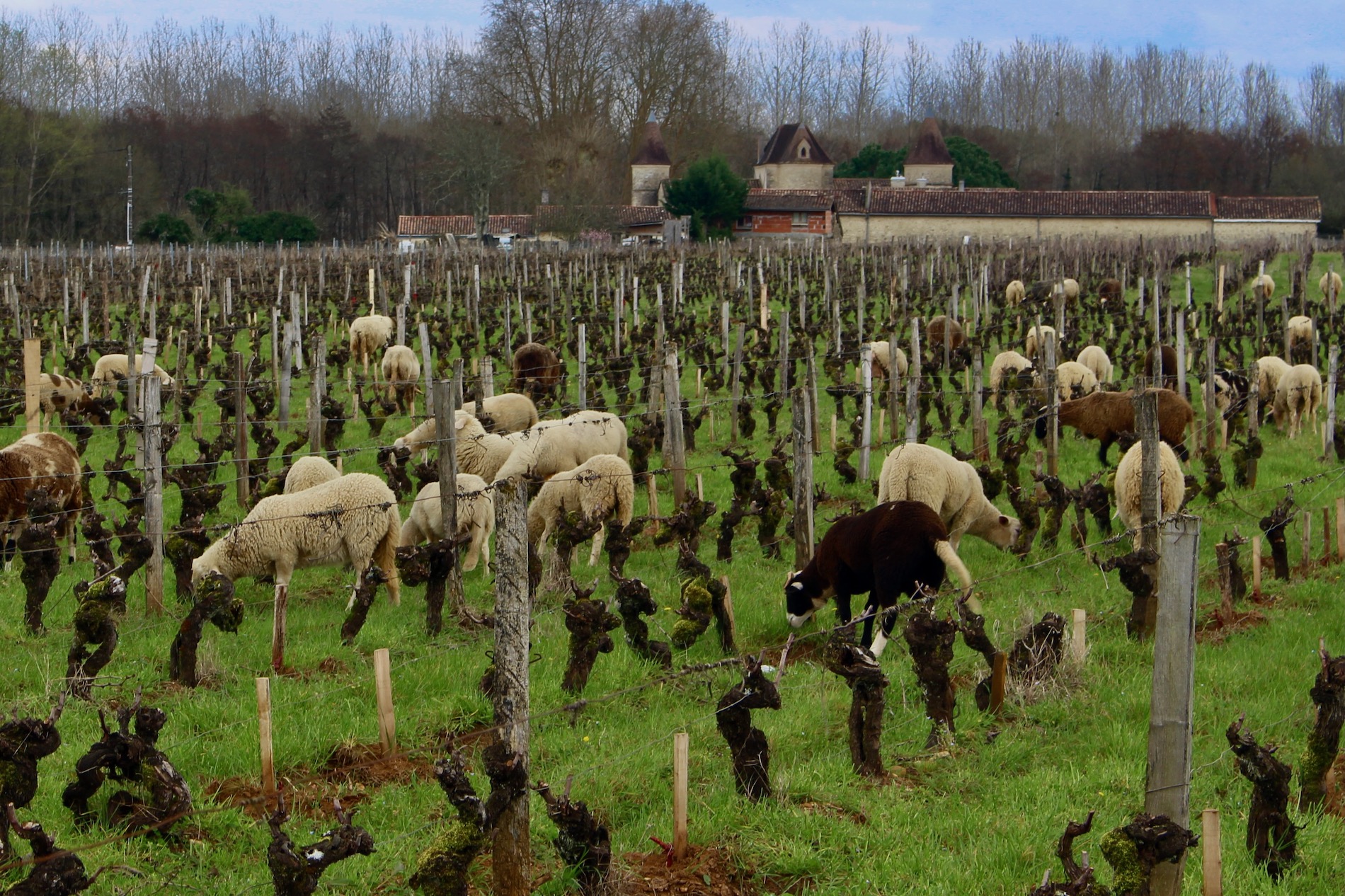 Tan, brown, and black sheep grazing in a vineyard with old gnarled vines