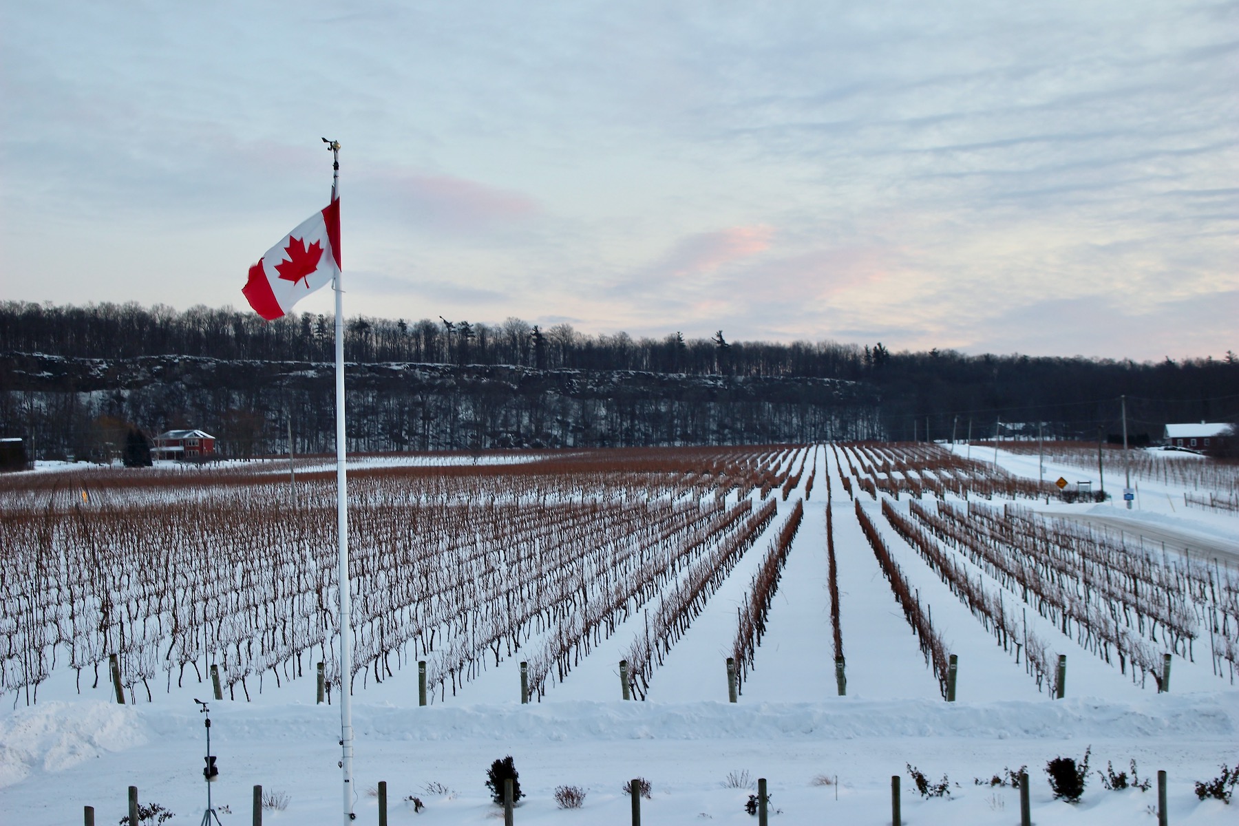 The Time Has Come for Ontario Wine: Can It Meet the Moment?