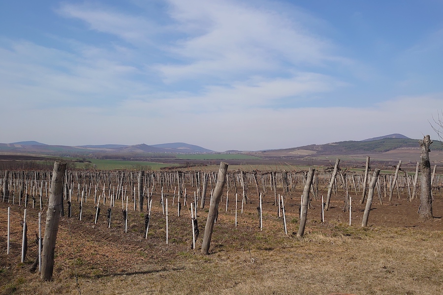 Rows of bare vines with rolling hills in the distance
