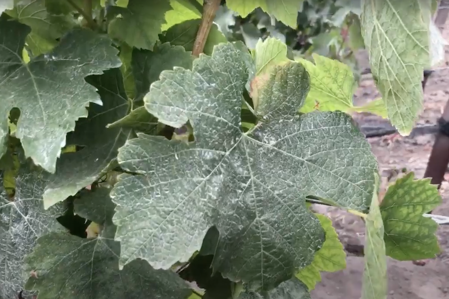 An Introduction to Sulfur Amy Christine Feature Articles