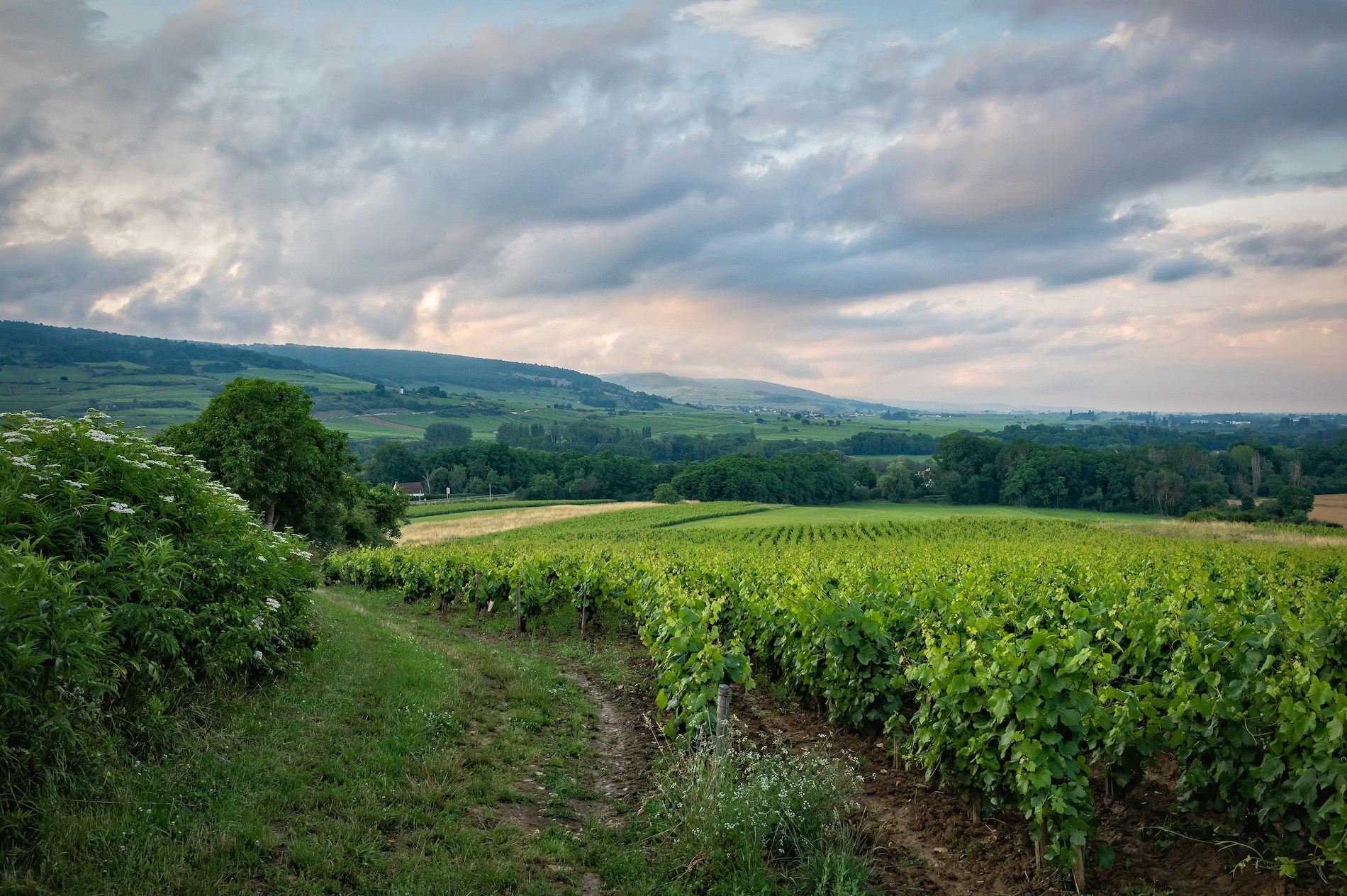 Vintage Crime: Wine Fraud in Burgundy