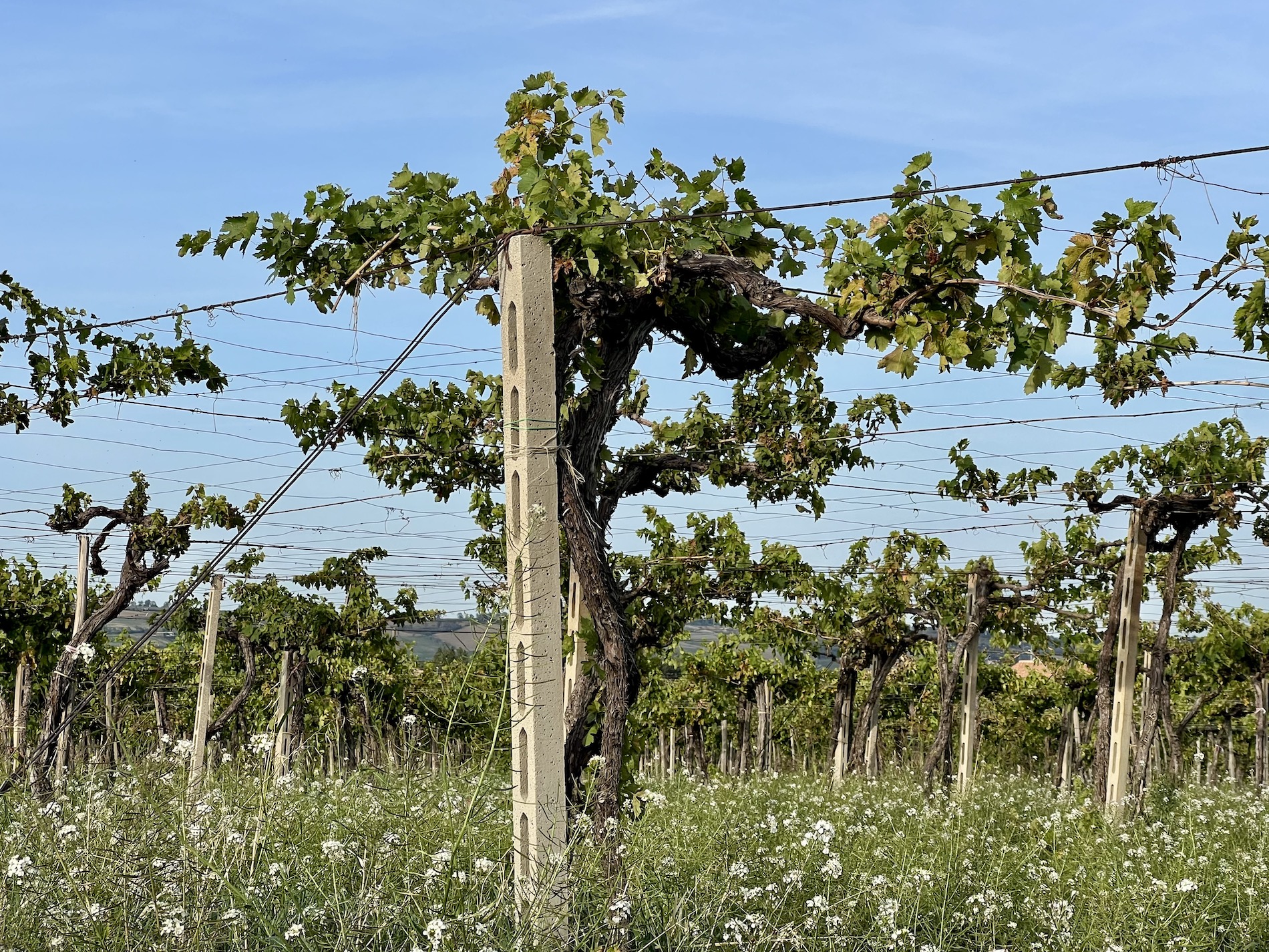 vines with grass and flowers below