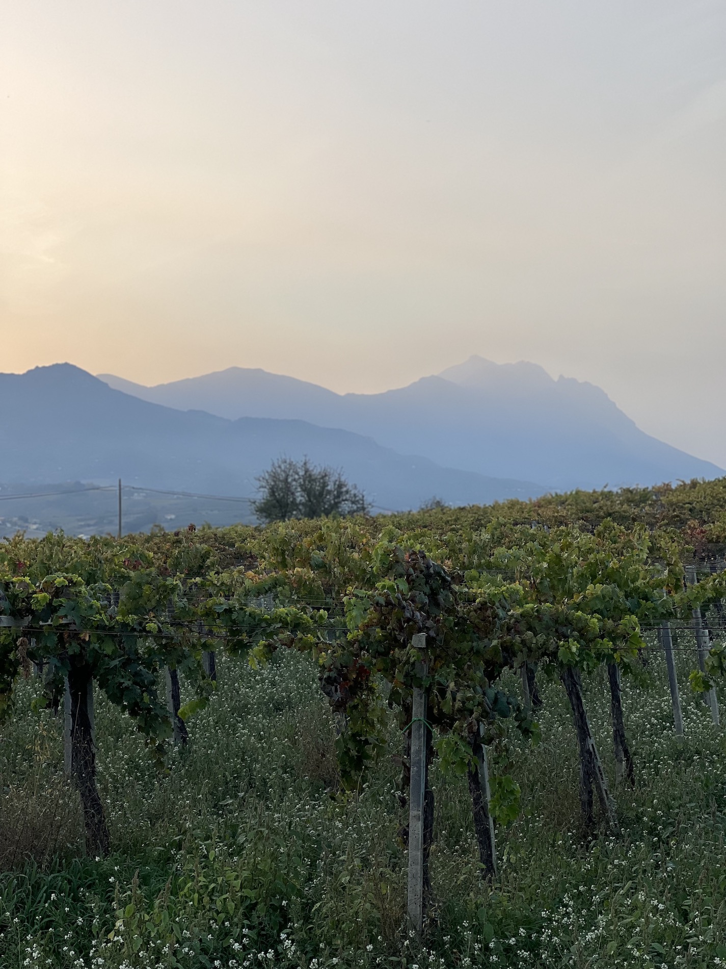 high-trained vines with shadowy mountains in the background