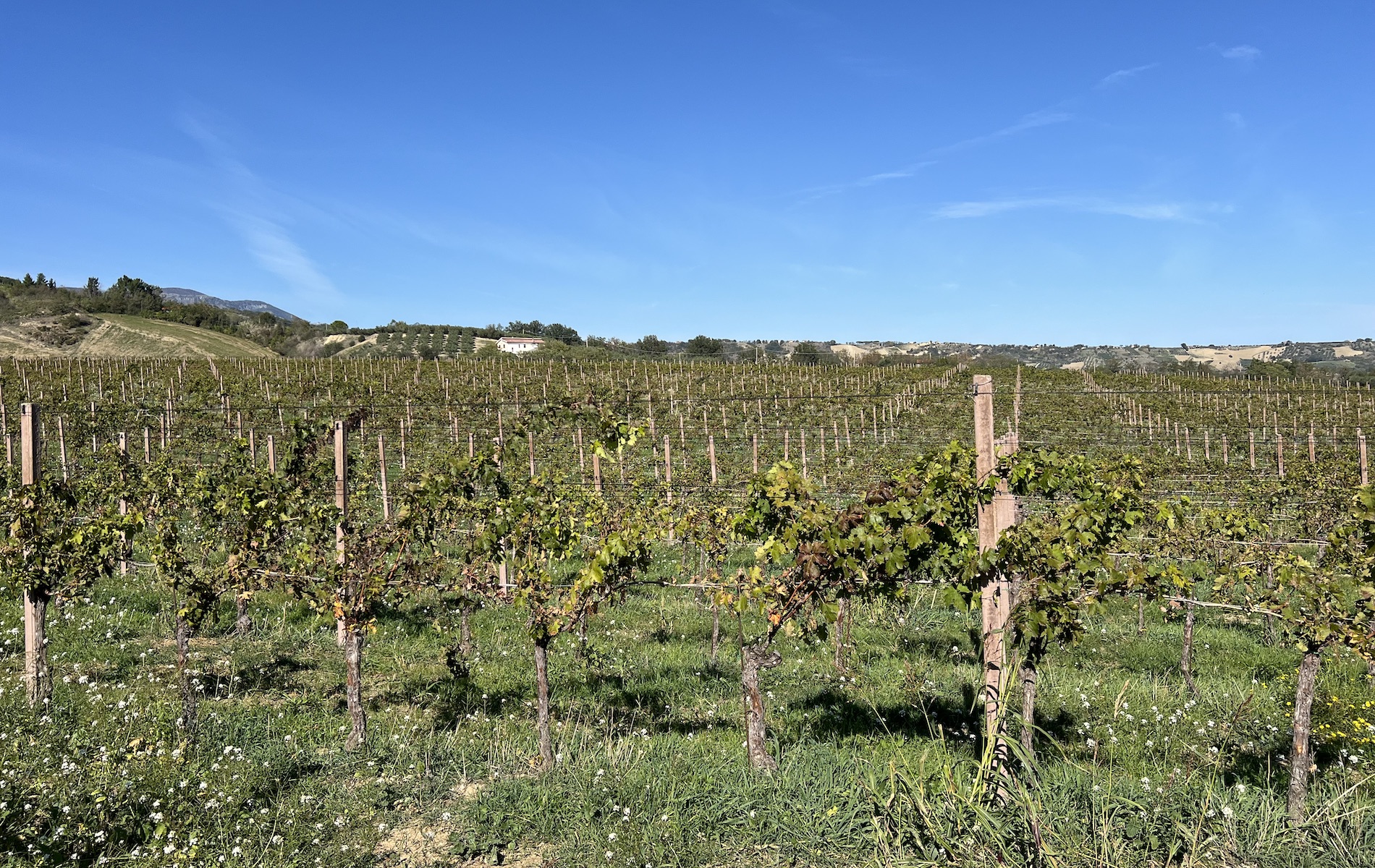 Reframing Abruzzo’s Wines: A Terroir-Driven Renaissance