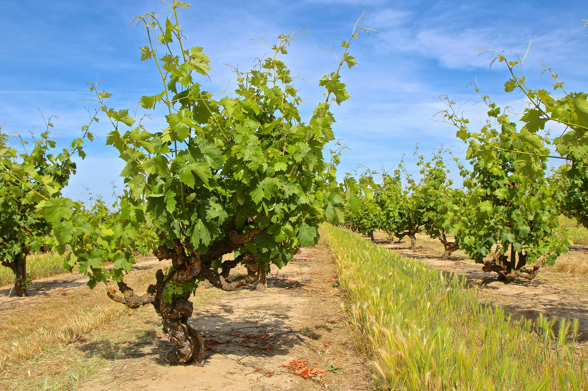 Reviving Old Vine Zinfandel