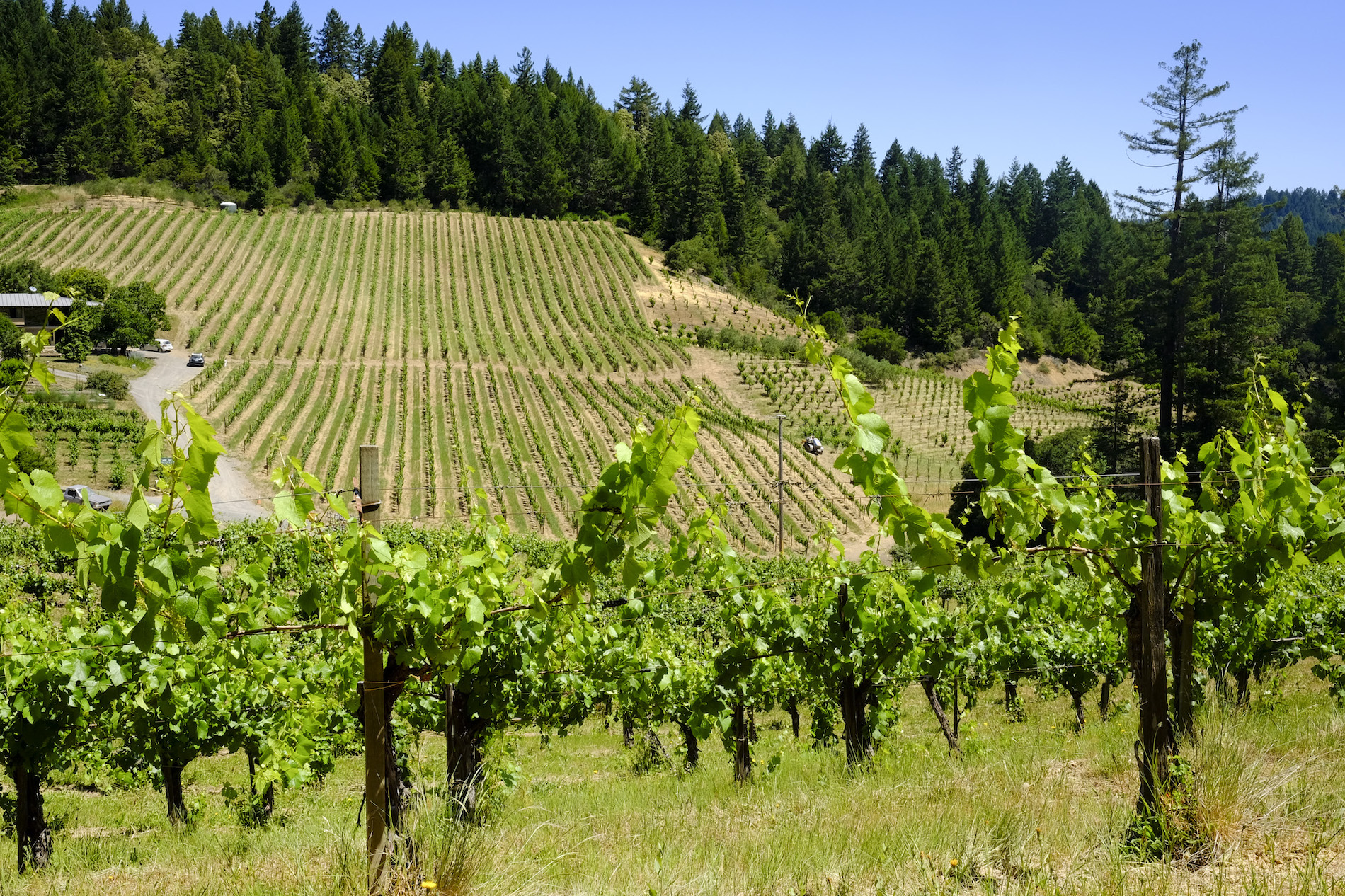 El condado de Sonoma y la costa central de California (en español)