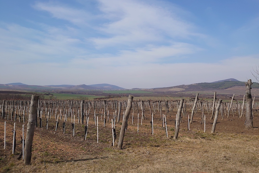 Rows of bare vines with rolling hills in the distance