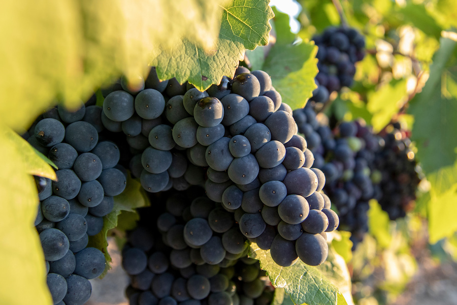 Champagne Viticulture and Winemaking