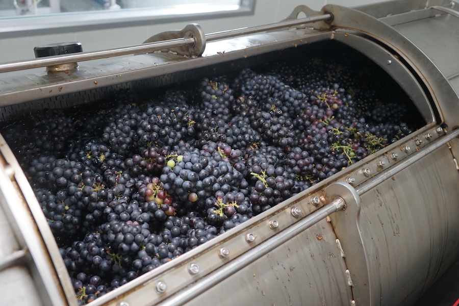 Red grapes being pressed