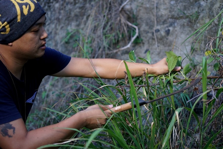 Winemaker searching for herbs