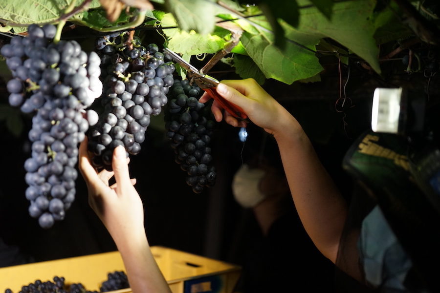 Clusters of red grapes being harvested at night