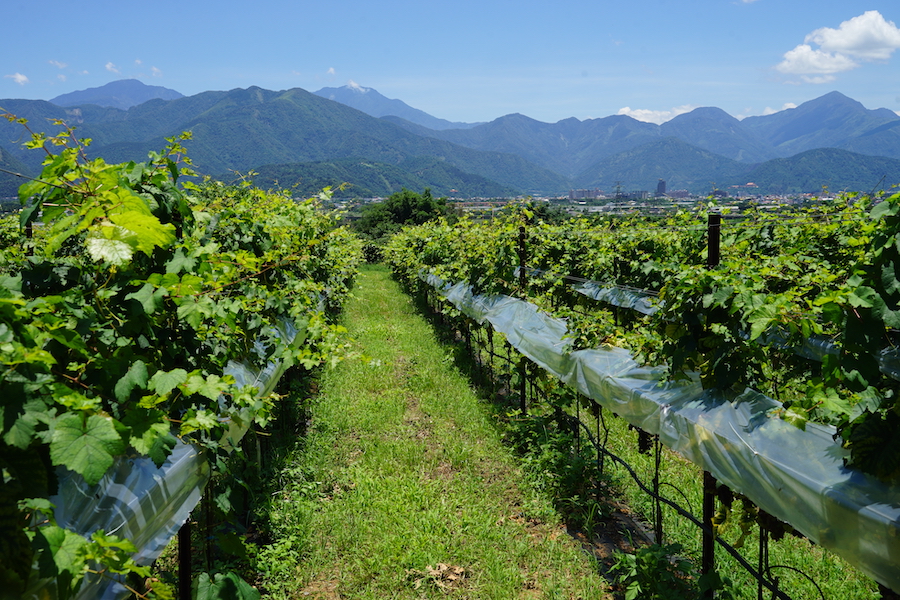 Lush vineyards with mountains in the background