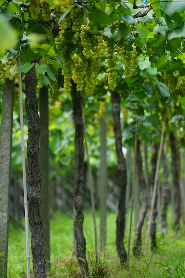 Musann Blanc vines at Weightstone