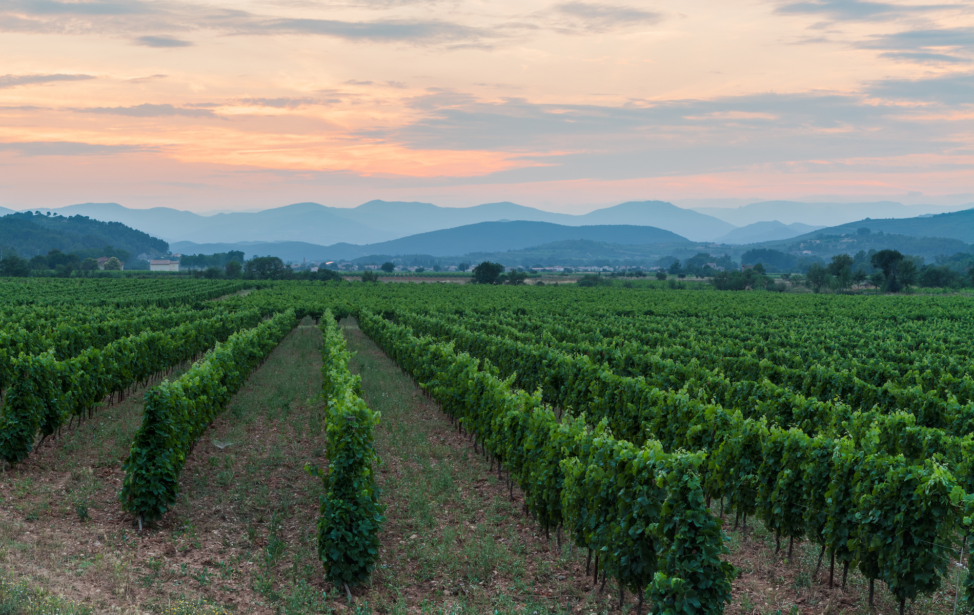 More to Provence Than Rosé