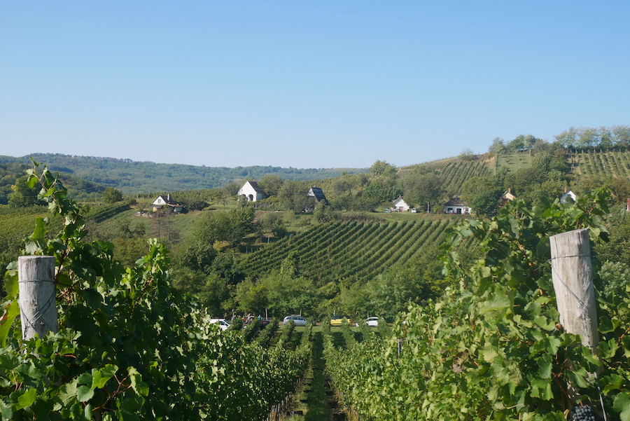 Green vineyards and forested hills under blue sky