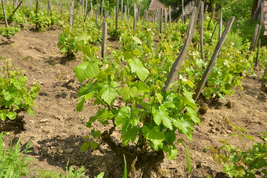 Grapevines with bright green leaves