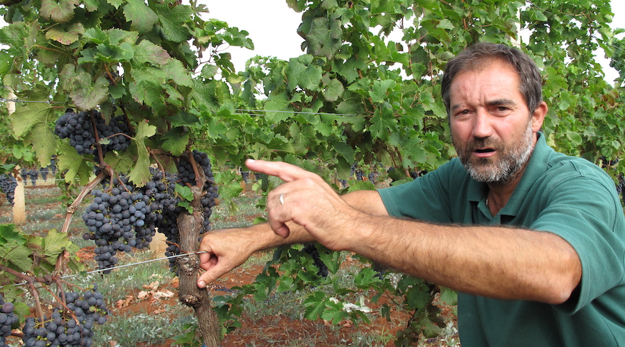 Winemaker standing by Teran vines