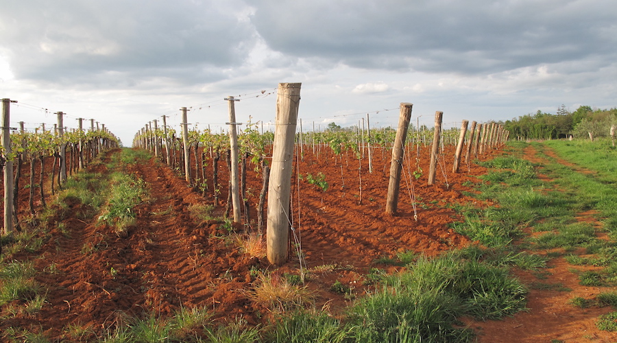 Vibrant red soils in a vineyard