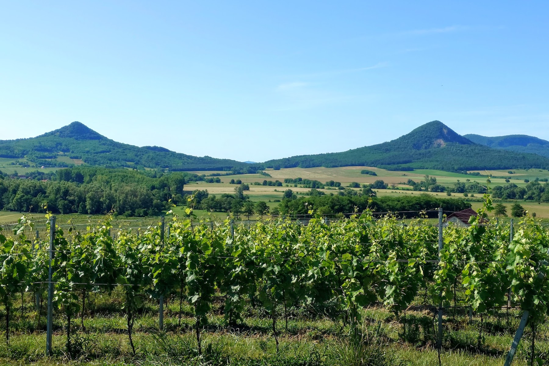 Vineyards, hills, volcanoes, and blue sky