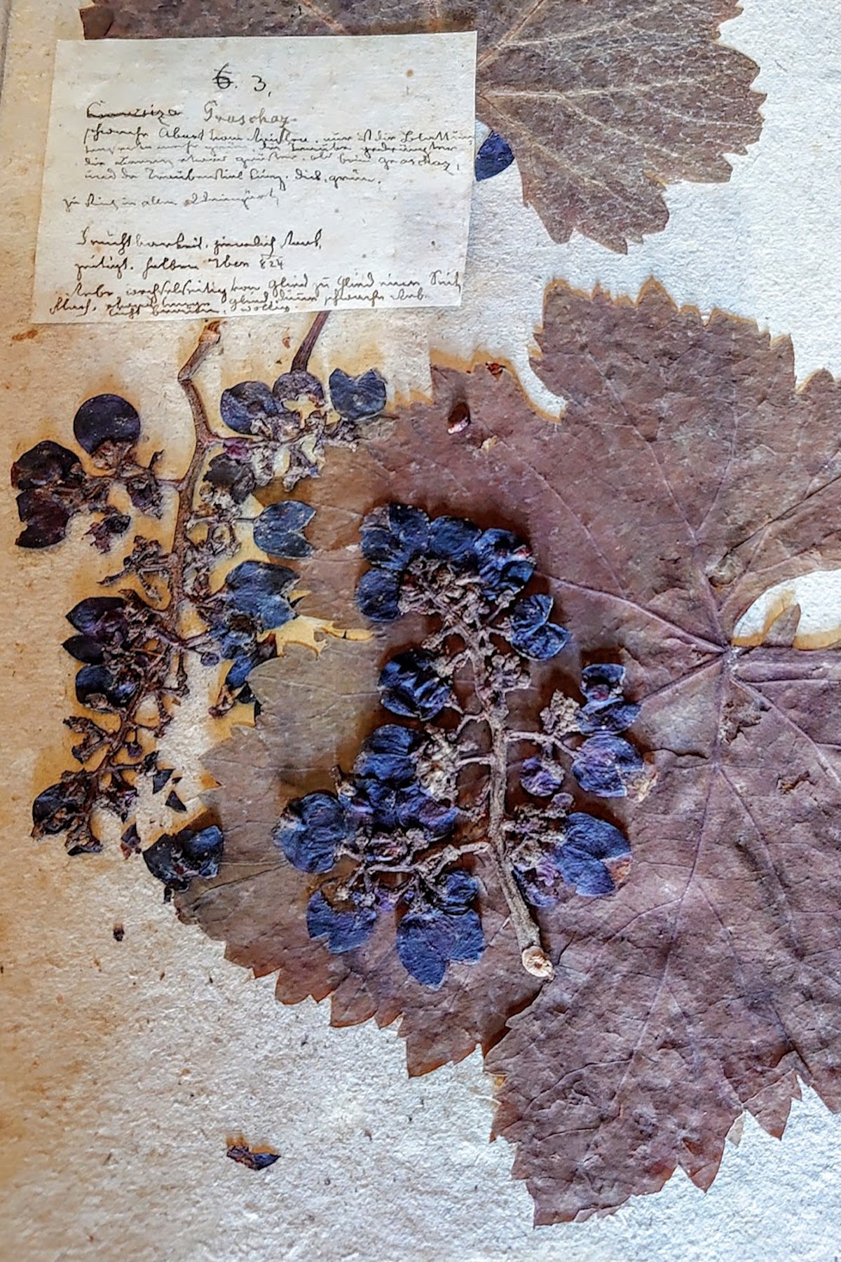 Old, dried samples of grape leaves and grapes with a notecard with illegible text