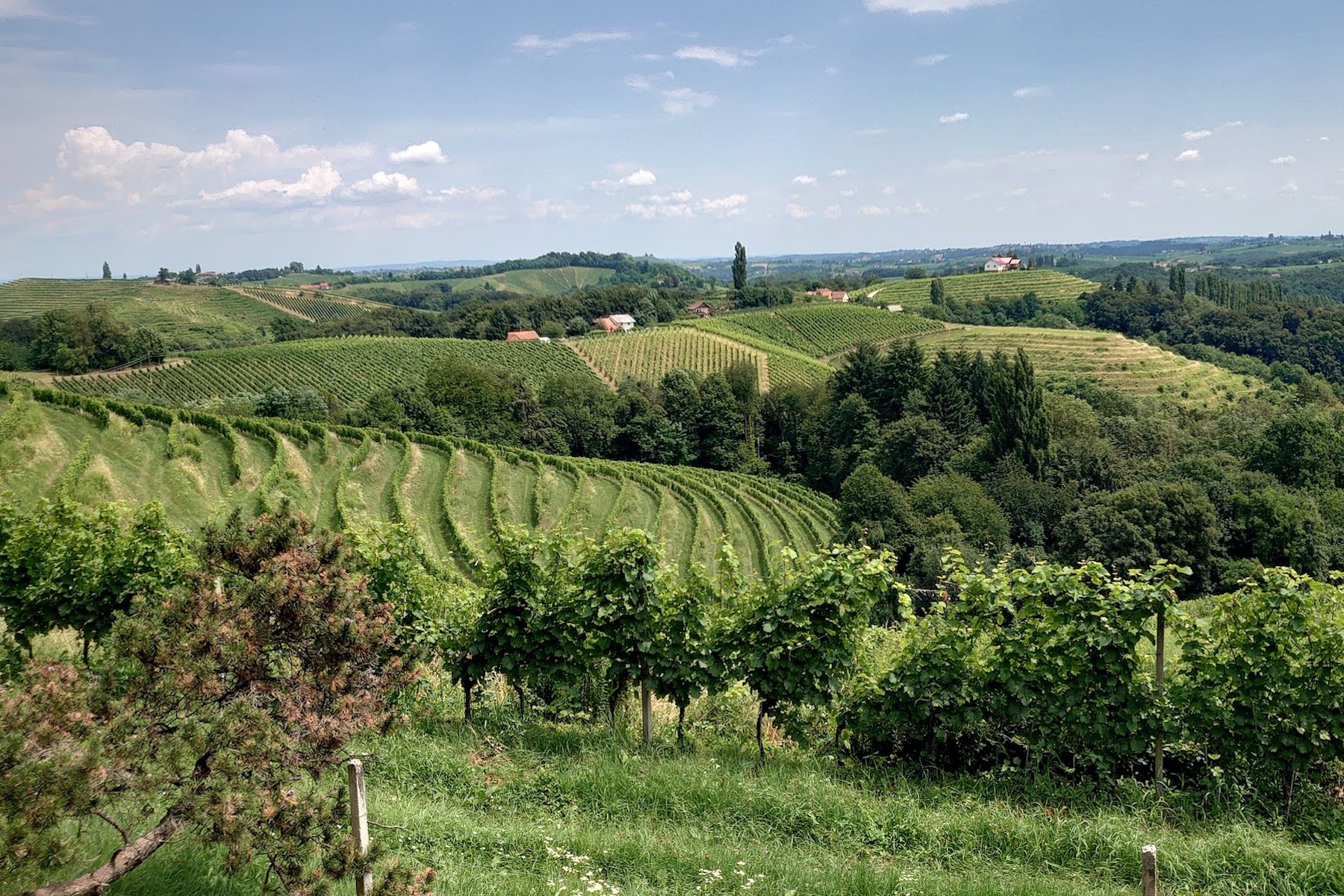 GROW: A Grape with an Identity Crisis