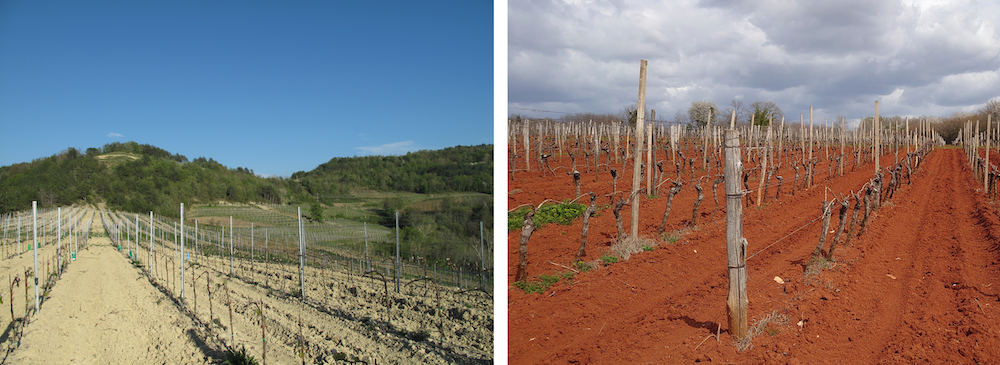 Vineyards planted on the white and red soils of Istria