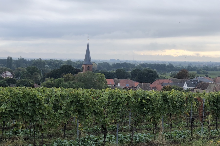 Vineyard with church rooftop behind the vines
