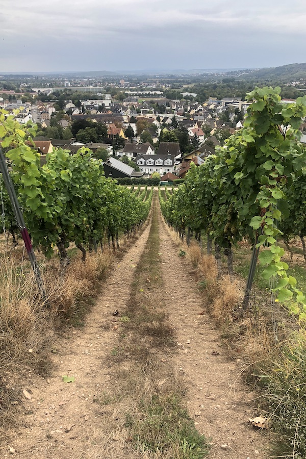 Looking down through vineyard to a village