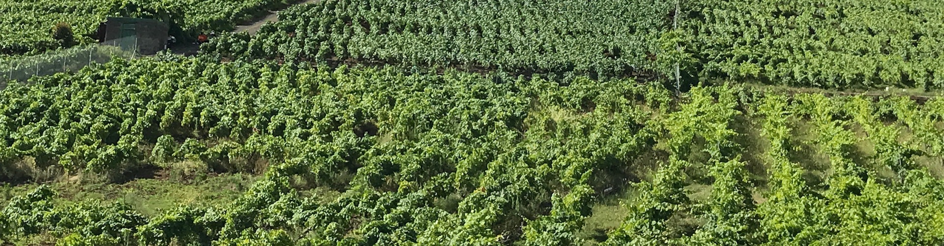 Beyond Sulfur: Viticultural Foliar Spray Programs