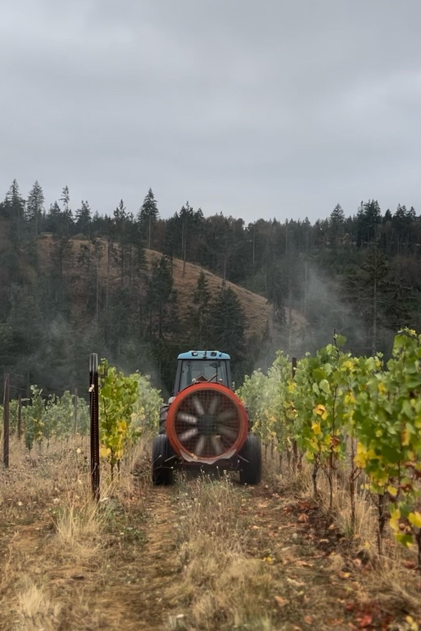 Tractor going between rows of vines with pine trees in the background