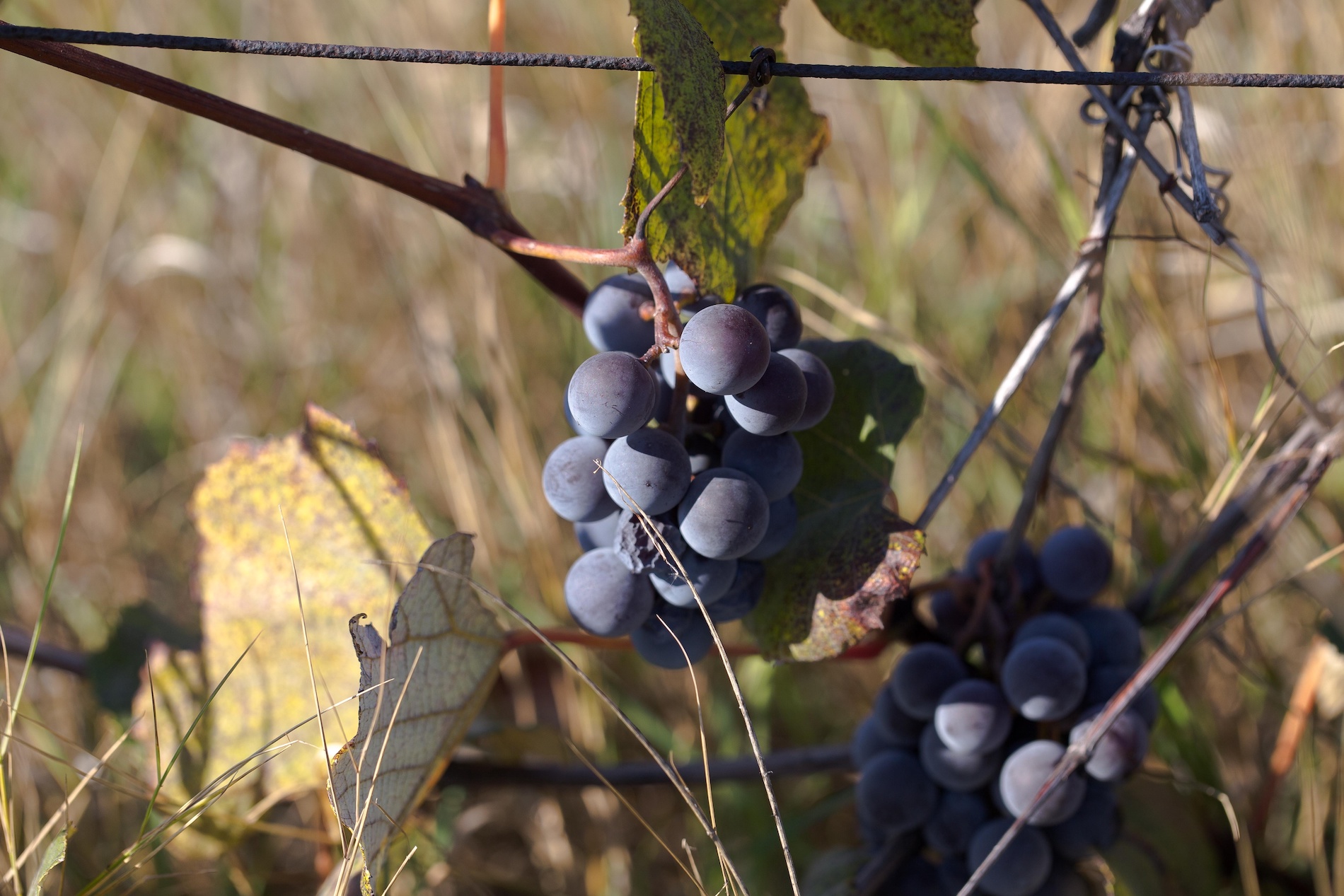 Hybrid Grapes: Where They Came From and Where They’re Going