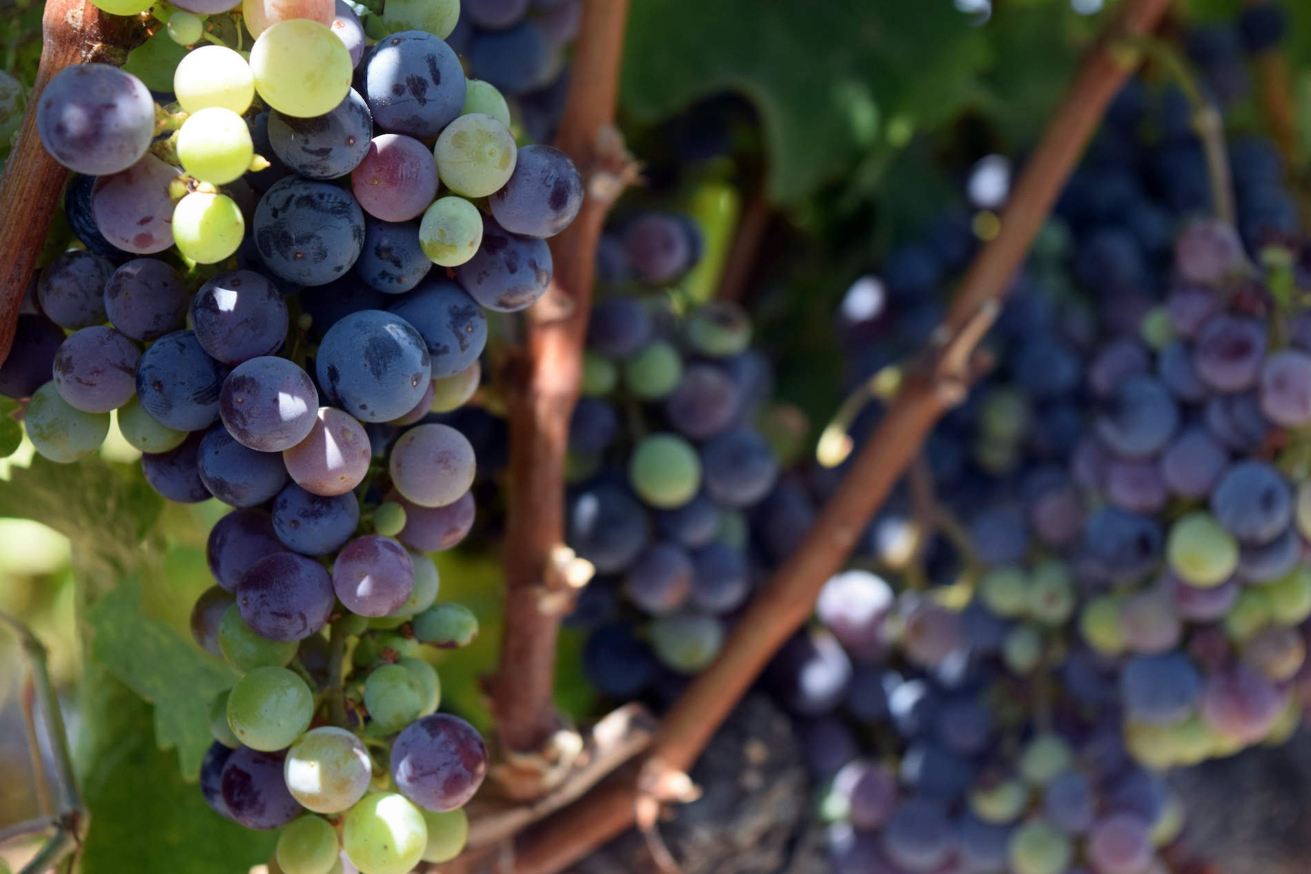 The Diversity of Oak Knoll: One of Napa Valley’s Great Appellations