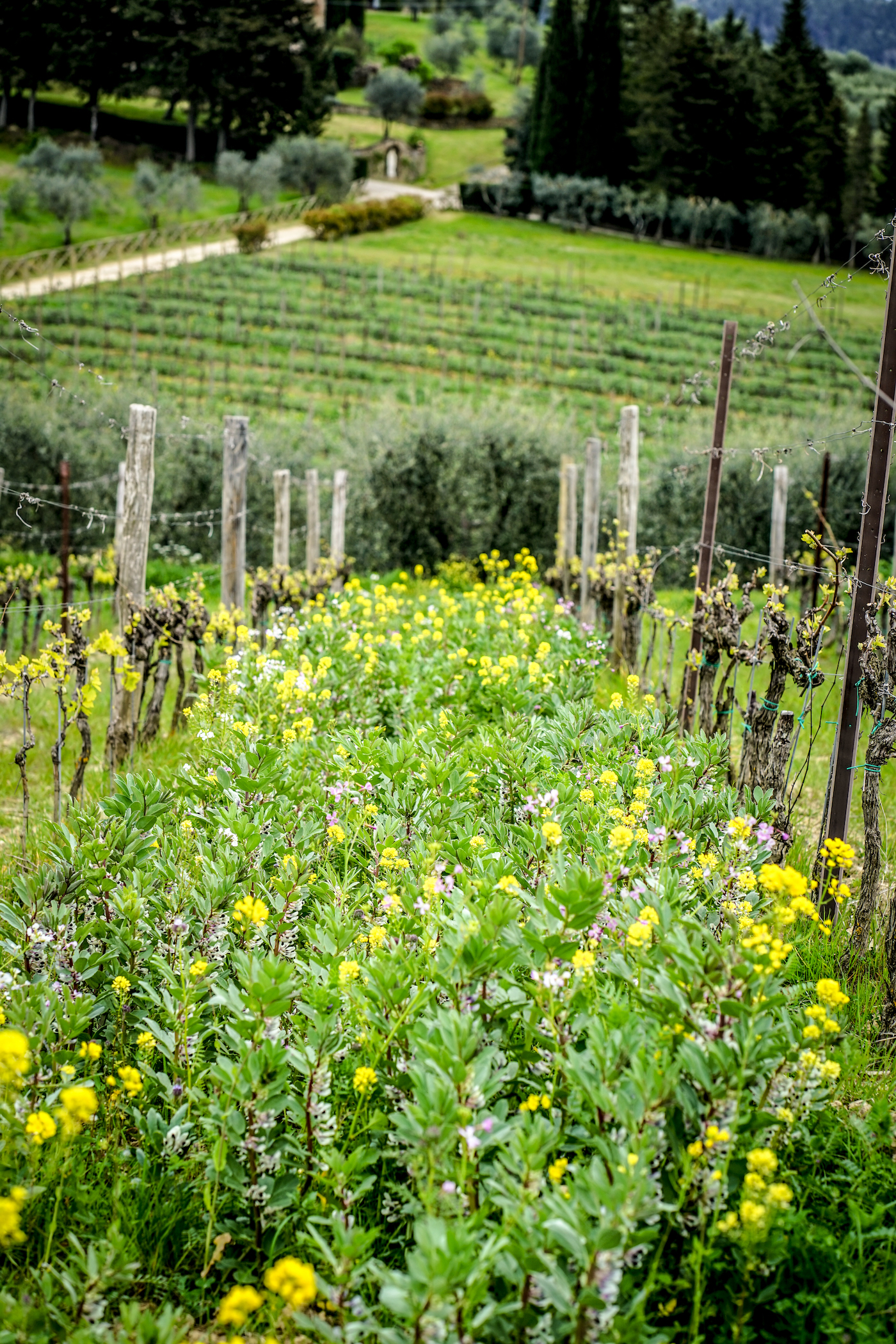 Yellow wildflowers growing in between rows of vines