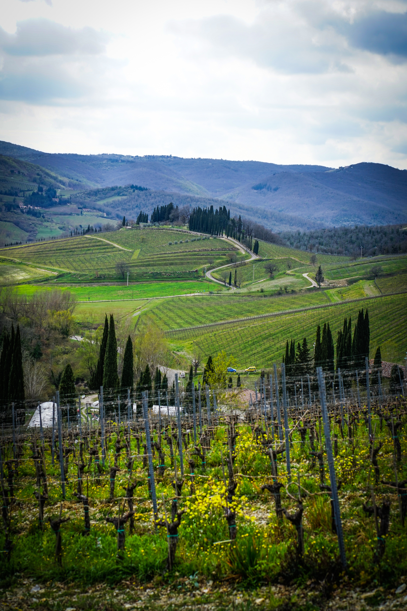 Lush green wine and grass with dark hills in the distance