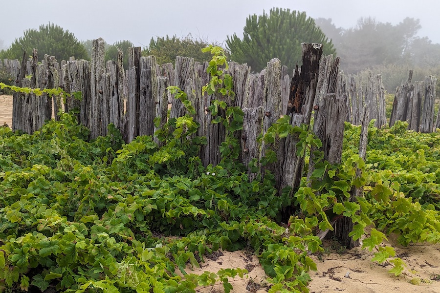 Green vines grow around a fence under a foggy sky