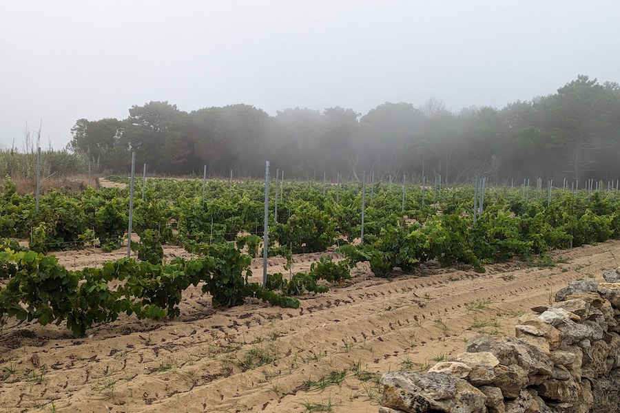 Vines grow in rows on sand with foggy sky